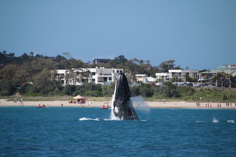 Byron Bay Whale Watching Cruise - Tourism TAS 3