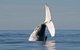 Byron Bay Whale Watching Cruise - thumb 4