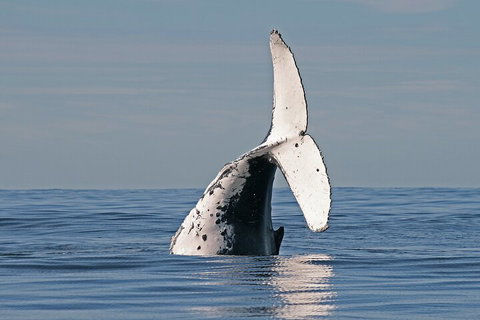 Byron Bay Whale Watching Cruise - Tourism TAS 4