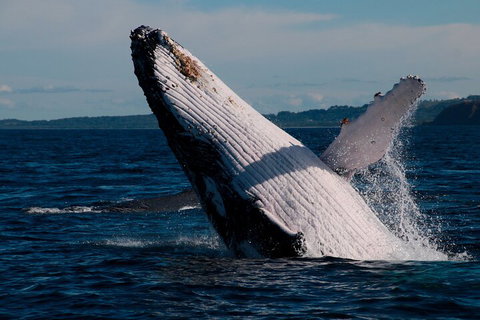 Byron Bay Whale Watching Cruise - Tourism TAS 5