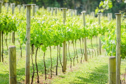 Deluxe Winery Tour To Tamborine Mountain, Includes Gourmet Two Course Lunch - Tourism TAS 5