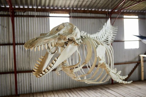 Albany's Whale Story - Tourism TAS 3