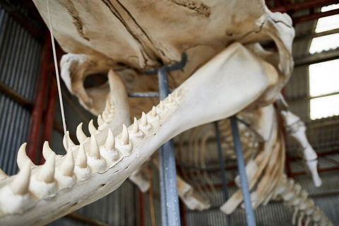 Albany's Whale Story - Tourism TAS 5