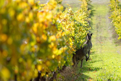 Margaret River 3 Day Escape - Hobart Tourism 4