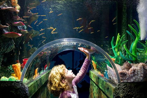 Melbourne BIG Ticket - LEGOLAND Discovery And SEA LIFE Melbourne - Tourism TAS 2