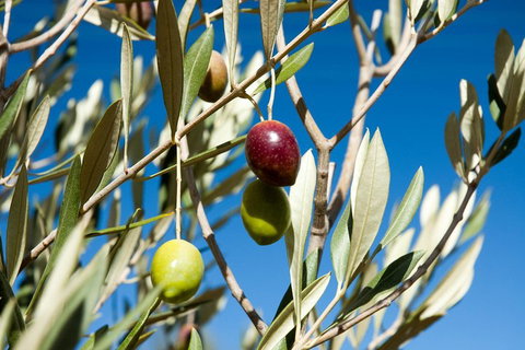 Fine Flavours - Full Day Kangaroo Island Food & Wine Tour - Hobart Tourism 4