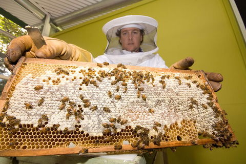 The Ginger Factory Play, Taste & Discover Bundle Admission Ticket - Tourism TAS 2