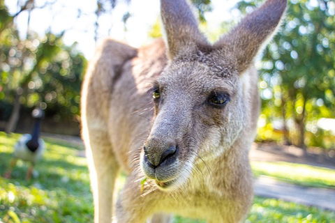 Virtual Interactive Australian Wildlife Tour With Private Guide-Wildlife Habitat - Tourism TAS 2