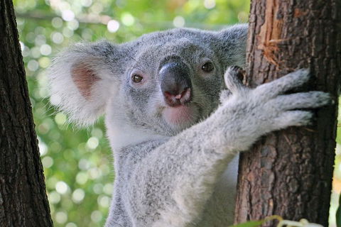 Virtual Interactive Australian Wildlife Tour With Private Guide-Wildlife Habitat - Tourism TAS 3