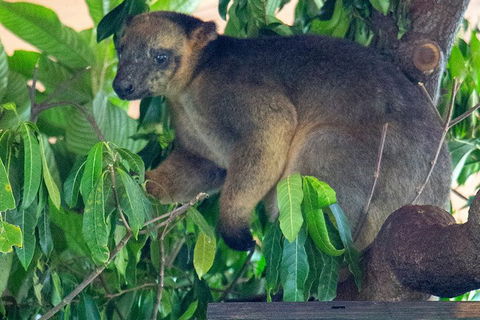 Virtual Interactive Australian Wildlife Tour With Private Guide-Wildlife Habitat - Tourism TAS 4