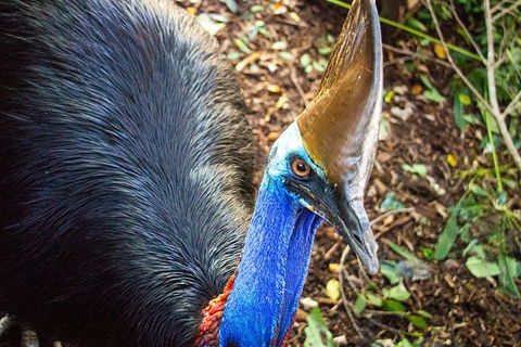 Virtual Interactive Australian Wildlife Tour With Private Guide-Wildlife Habitat - Tourism TAS 5