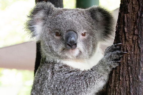 Wildlife Habitat Port Douglas - Tourism TAS 1