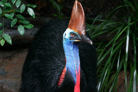 Wildlife Habitat Port Douglas - Tourism TAS 3