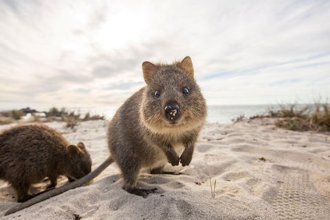 Rottnest Bayseeker Bus Tour From Hillarys Boat Harbour - Hobart Tourism 1