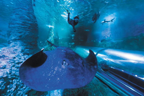 Snorkel With Sharks At AQWA - Hobart Tourism 0