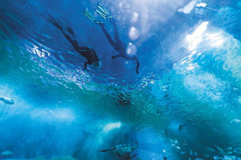 Snorkel With Sharks At AQWA - Hobart Tourism 1