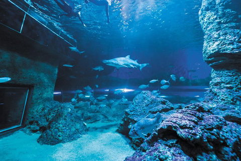 Dive With Sharks At AQWA - Hobart Tourism 3
