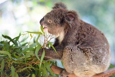 Blue Mountains Private Tour With Kangaroos & Koala Encounter - Hobart Tourism 0