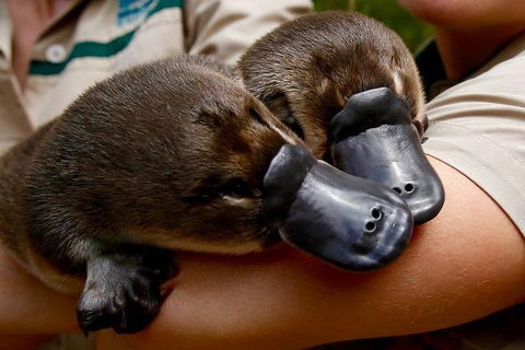 Healesville Sanctuary General Entry Ticket - Tourism TAS 1