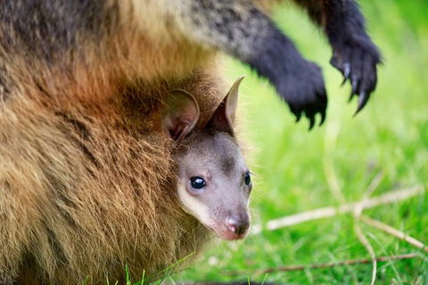 Healesville Sanctuary General Entry Ticket - Tourism TAS 2