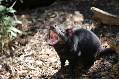 Healesville Sanctuary General Entry Ticket - Tourism TAS 3
