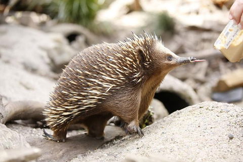 Healesville Sanctuary General Entry Ticket - Tourism TAS 4