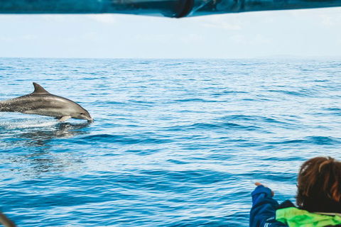 Cruise With Dolphins In Byron Bay - Hobart Tourism 0