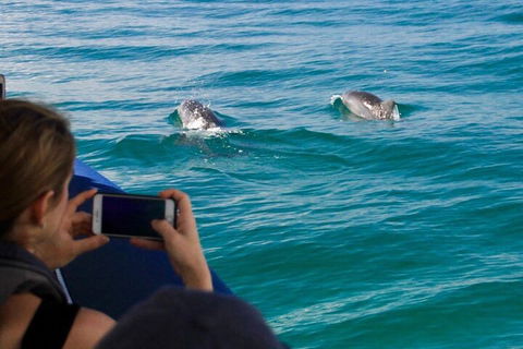 Cruise With Dolphins In Byron Bay - Hobart Tourism 1
