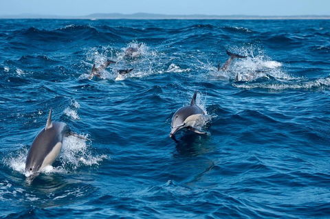 Cruise With Dolphins In Byron Bay - Hobart Tourism 2
