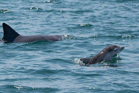 Cruise With Dolphins In Byron Bay - Hobart Tourism 5