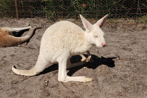 Very Best Of Perth Tour - Wildlife Park & City Highlights Tour - Hobart Tourism 3