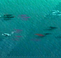 40-45 Minute Port Stephens and Stockton Beach Helicopter Flight - For 2 - Hobart Tourism