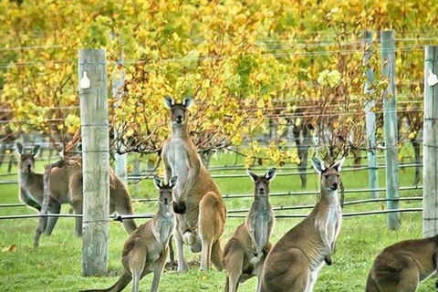 Margaret River Indulge And Discover Day Tour - Tourism TAS 0