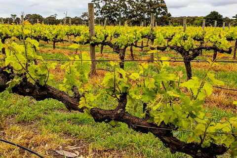 Margaret River Indulge And Discover Day Tour - Tourism TAS 5