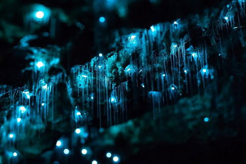 Hinterland Magic & Glow-worm Experience - Hobart Tourism 1
