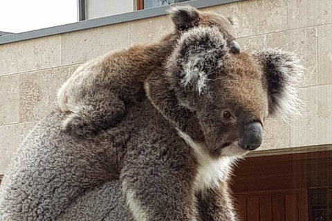 Adelaide Shore Excursion: Adelaide City Tour By Private Limo - Hobart Tourism 4