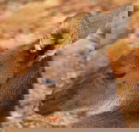 Australian animals Seascape and Sunset Photography Tour - Hobart Tourism