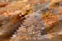 Australian animals Seascape and Sunset Photography Tour, Perth