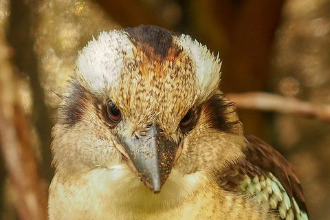 Australian Animals, Seascape And Sunset Photography Tour - Hobart Tourism 3