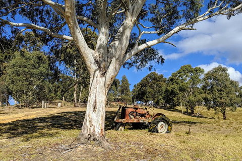 Blue Mountains Private Tour - Wild Kangaroos, Waterfalls And The Three Sisters - Tourism TAS 1