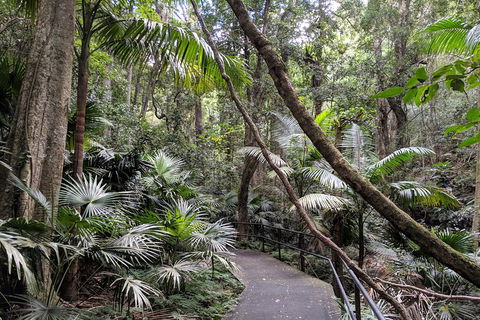 Erupting Blowholes And Ancient Rainforests With 'Personalised Sydney Tours' - Tourism TAS 2