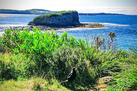 Erupting Blowholes And Ancient Rainforests With 'Personalised Sydney Tours' - Tourism TAS 3