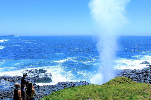 Erupting Blowholes And Ancient Rainforests With 'Personalised Sydney Tours' - Tourism TAS 5