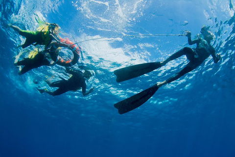 Passions Of Paradise Great Barrier Reef Snorkel And Dive Cruise From Cairns By Luxury Catamaran - Tourism TAS 2