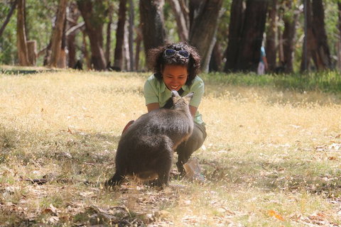 Cleland Wildlife Park Tour From Adelaide Including Mount Lofty Summit - Tourism TAS 1