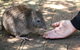 Cleland Wildlife Park Tour From Adelaide Including Mount Lofty Summit - thumb 2