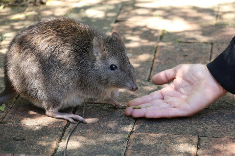 Cleland Wildlife Park Tour From Adelaide Including Mount Lofty Summit - Tourism TAS 2