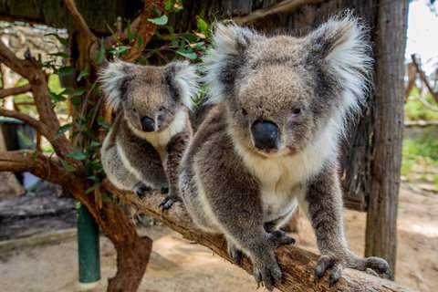 Cleland Wildlife Park Tour From Adelaide Including Mount Lofty Summit - Tourism TAS 3