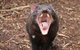 Cleland Wildlife Park Tour From Adelaide Including Mount Lofty Summit - thumb 4