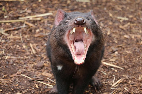 Cleland Wildlife Park Tour From Adelaide Including Mount Lofty Summit - Tourism TAS 4